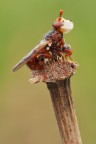 Myopa Myopa
