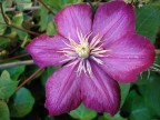 clematis