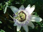 passiflora