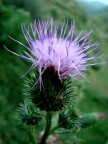 fiore di campo fiore di campo