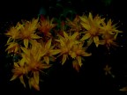 luci nella notte luci nella notte