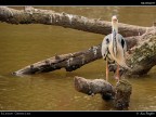 Camargue # 39 Camargue # 39