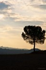 Albero solitario