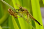 Libellula nuova di zecca