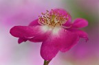 rosa canina rosa canina