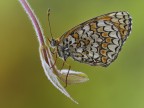 Melitaea phoebe