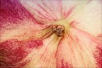 L'essenza di un fiore L'essenza di un fiore