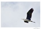 In Volo In Volo