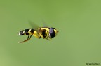 Sempre in volo, diversa angolazione Sempre in volo, diversa angolazione