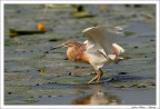 Equilibrismo Equilibrismo