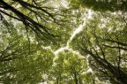 Verde volta Verde volta