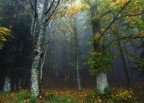 La Foresta La Foresta