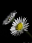 ::: 2 di Fiori ::: ::: 2 di Fiori :::