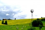 Al pascolo Al pascolo