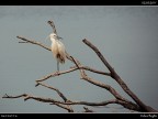 Camargue # 41 Camargue # 41