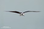 Cavaliere in volo Cavaliere in volo