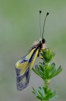 Libelloides coccajus Libelloides coccajus