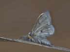 falena
