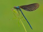 Calopterix virgo ( maschio ) Calopterix virgo ( maschio )