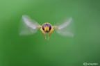 Sempre in volo : frontale con tempo lento Sempre in volo : frontale con tempo lento