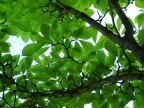 Verde Verde