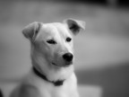 Linus Linus