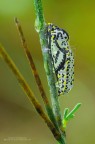 Aporia crataegi (Linnaeus, 1758) - crisalide adulta