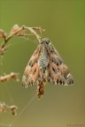 Carcharodus floccifera (Zeller, 1847)
Lepidoptera Hesperiidae
Dati di scatto:
Nikon D7000-Sigma 180 macro-f 16 - 1/6 sec - iso 400 - +2/3EV
focus staking di 5 scatti


per vedere meglio:
http://img52.imageshack.us/img52/9638/carcharodusflocciferass.png