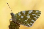 Pontia edusa Pontia edusa