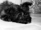 lilly lilly
