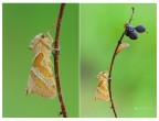 Triodia sylvina (Linnaeus, 1761) - Hepialidae Triodia sylvina (Linnaeus, 1761) - Hepialidae