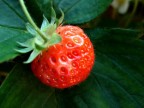 fragola fragola
