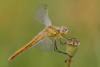 Sympetrum fonscolombii