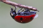 coccinella 2:1 coccinella 2:1