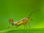 mosca scorpione mosca scorpione