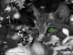 gatto selvatico gatto selvatico