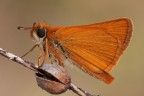 Thymelicus sylvestris Thymelicus sylvestris