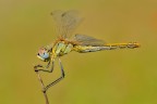Dati di scatto: 
Diaframma f 14 - Esposizione 1/160 di secondo - ISO 250 
Fotocamera Nikon D300 - Obiettivo AF-S Micro Nikkor 105mm f/2.8 G IF-ED - Mano Libera - No Flash -

Alta risoluzione: http://i45.tinypic.com/33xei9s.jpg 
Grazie in anticipo per Suggerimenti e Critiche