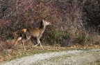 Cerbiatta sul sentiero Cerbiatta sul sentiero