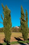 Tra i cipressi Tra i cipressi