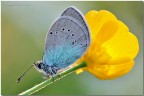 Glaucopsyche Glaucopsyche