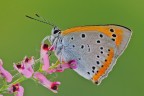 Lycaena dispar