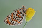 Melitaea didyma