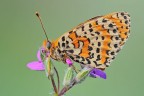 Melitaea didyma