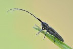 Agapanthia cardui Agapanthia cardui