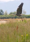 Ardea Cinerea Ardea Cinerea
