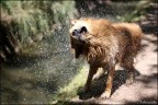 Dog wash Dog wash