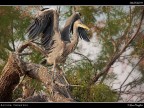 Camargue # 45 Camargue # 45
