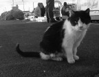 Il gatto pirata Il gatto pirata