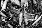 autunno autunno